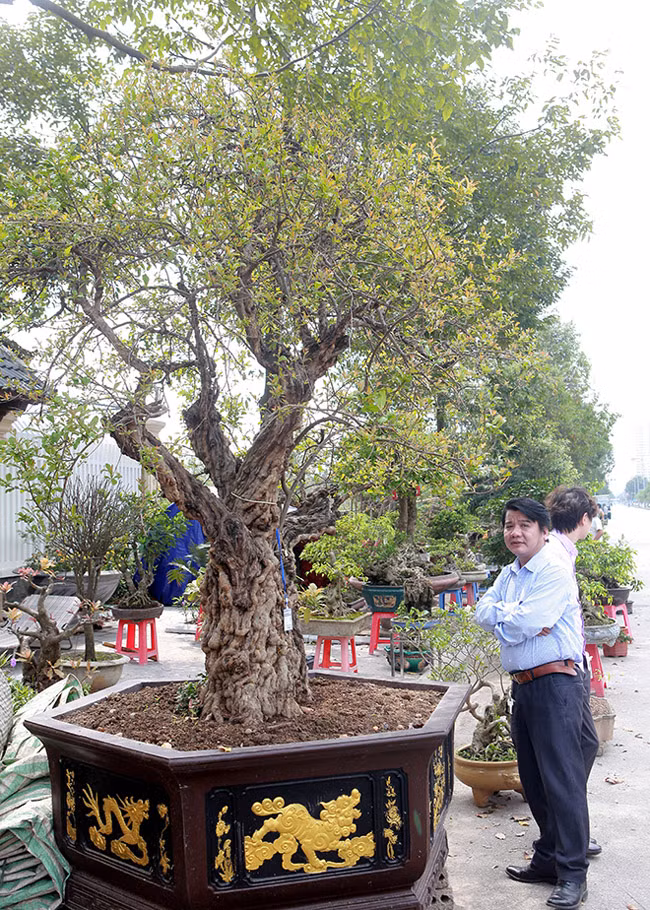 Xuất hiện tại Triển lãm tỉnh Bắc Ninh (2019), cây thạch lựu cổ thụ, thân xù xì thu hút sự tò mò của du khách và giới chơi cây. Anh Lê Minh (Bắc Ninh), cho biết, anh chưa bao giờ thấy một cây lựu ăn quả mà to như vậy, đặc biệt thân xù xì chứng tỏ cây đã rất lâu năm và có giá trị.