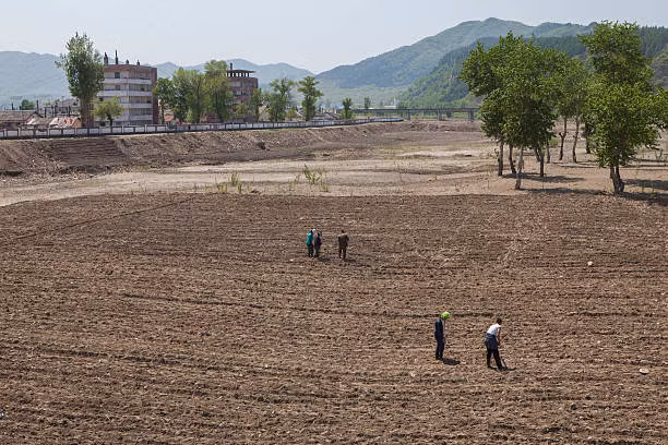 Người dân Triều Tiên trồng khoai tây ở Namyang, tỉnh Hamgyong Bắc, năm 2014.
