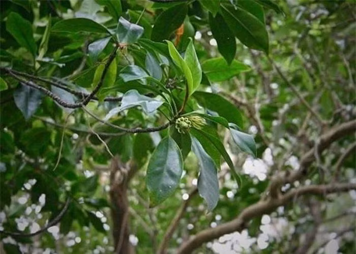 Cây vẹt đen không chỉ nổi bật với hình dáng thân cây mạnh mẽ và rễ thở hình trụ nón, mà còn với khả năng sinh sản và nuôi con độc đáo. Riêng điều này đã khiến cây vẹt đen trở thành loài thực vật kỳ lạ bậc nhất thế giới.