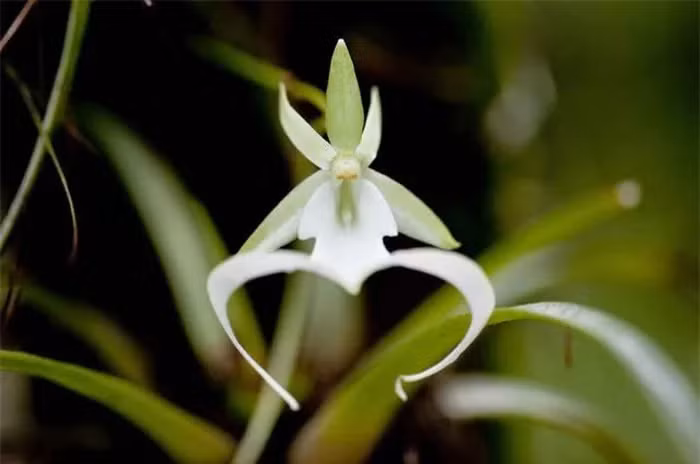 Dendrophylax lindenii, còn được gọi là hoa phong lan ma hoặc Dạ hương lan, là loài lan quý hiếm nhất trên thế giới, với chỉ khoảng 3.000 cây còn tồn tại.