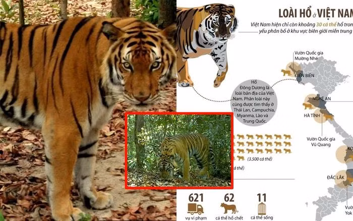 Các nỗ lực liên quan đến bảo tồn và nghiên cứu vẫn đang tiếp tục, với hi vọng chúng ta có thể đảm bảo sự tồn tại của loài hổ quý hiếm này để tiếp tục đóng góp vào sự đa dạng sinh học và hệ sinh thái của Việt Nam.