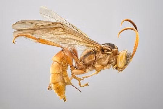 Ong bắp cày này có chiều dài khoảng 1,7 cm và thuộc loại "nội ký sinh đơn độc", tức là đẻ một quả trứng duy nhất bên trong cơ thể vật chủ.