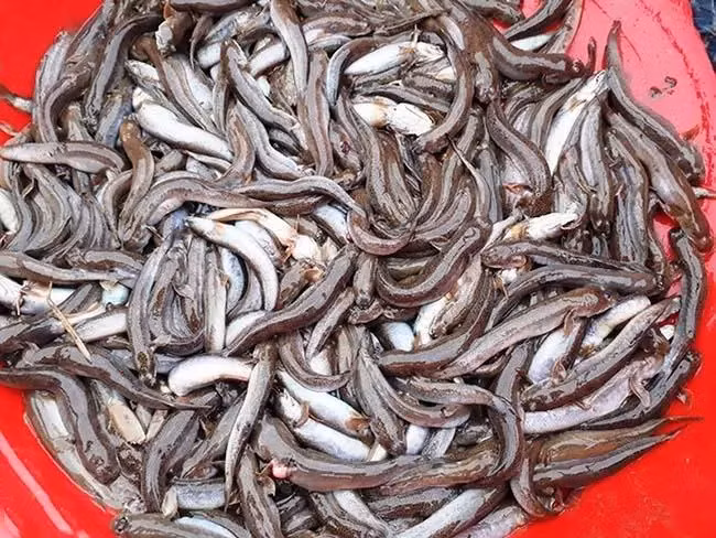 Người dân thường bắt cá còi bằng cách đào vào hang mà chúng đang ẩn trốn dưới bùn. Thời gian săn bắt cá còi chủ yếu diễn ra từ tháng Giêng đến tháng năm âm lịch hàng năm, là mùa sinh sản của chúng.