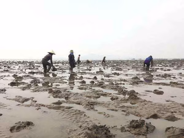 Đồng thời, nghề săn bắt cá còi cũng mang lại thu nhập cao và ổn định cho người dân địa phương.