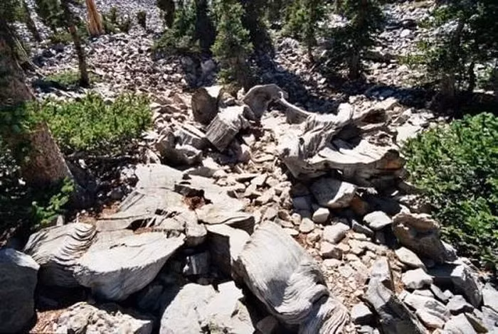 Với độ cao từ 1.700 đến 3.400 m trên mặt nước biển, Bristlecone tồn tại trong thời tiết lạnh lẽo và môi trường sỏi đá, với gió thổi mạnh.