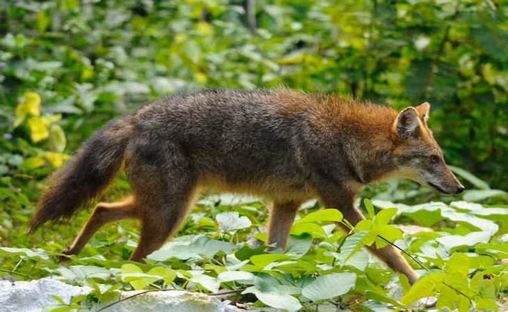 Chó sói rừng (Canis aureus cruesemanni) là một loài thú hoang dã vô cùng quý hiếm tại Việt Nam, xuất hiện ở khu vực Tây Nguyên, đặc biệt là Gia Lai, Kon Tum và Đắk Lắk. Loài chó này có vóc dáng nhỏ hơn so với chó rừng Ấn Độ hay chó lửa, với cân nặng khoảng 5-8kg và chiều dài khoảng 60-75cm.