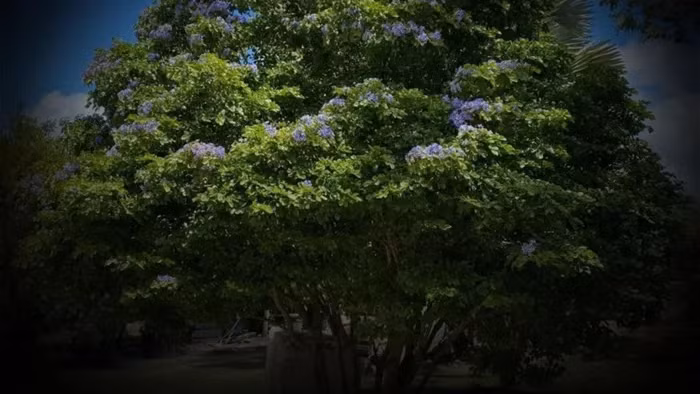Màu sắc của gỗ Lignum Vitae có thể thay đổi từ màu ô liu đến màu nâu xanh đậm, đôi khi có màu đỏ. Màu sắc này có thể tối dần theo thời gian và khi tiếp xúc với ánh sáng.