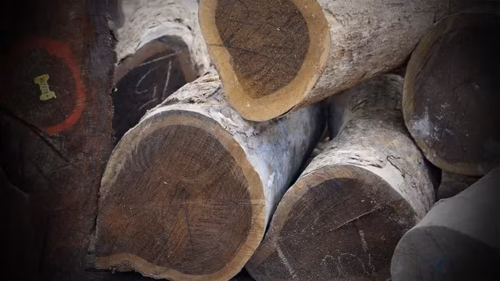 Lignum Vitae được coi là loại gỗ nặng và cứng nhất trên thế giới, với độ bền đặc biệt trong các ứng dụng chìm hoặc tiếp xúc mặt đất.
