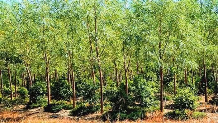 Cây đàn hương, có tên khoa học là Santalum Album, được coi là loại cây lấy gỗ quý hiếm hàng đầu thế giới.