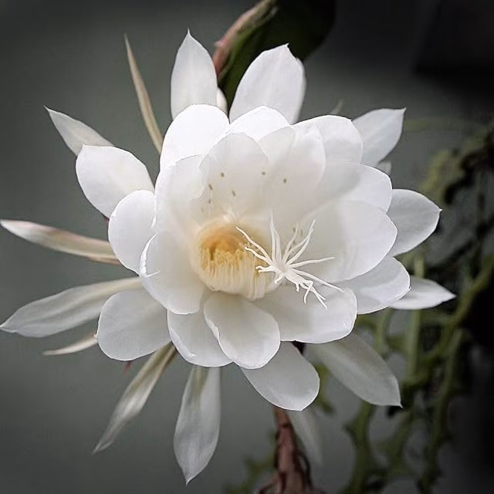 1. Hoa Kadapul: Loài hoa vô giá, khó trồng và thường chỉ có thể thưởng ngoạn qua nước hoa hương Kadapul.