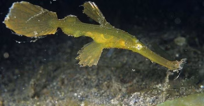 Cá dao cạo (Solenostomus paradoxus) là một loài cá biển kỳ lạ, có hình thù độc đáo và khả năng đổi màu linh hoạt.