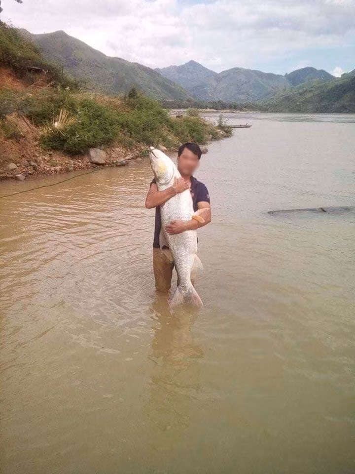 Ngư dân đánh bắt được con cá măng trên sông Đà. Ngư dân đánh bắt được con cá măng trên sông Đà.