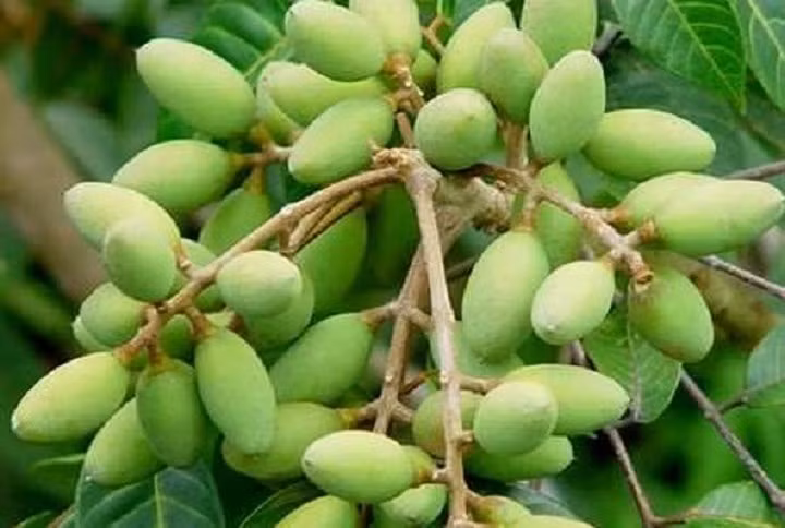 Cây trám đã trở thành cây trồng quen thuộc trên đất đồi, cho thu nhập cao đối với nhiều hộ gia đình. Được thị trường ưa chuộng, nên trái trám mang ra chợ lúc nào cũng bán hết nhanh, với giá bình quân 40.000 – 50.000 đồng/kg. Nhiều gia đình có thu nhập hàng trăm triệu đồng từ cây trám mỗi năm. (Ảnh: Dân Việt)