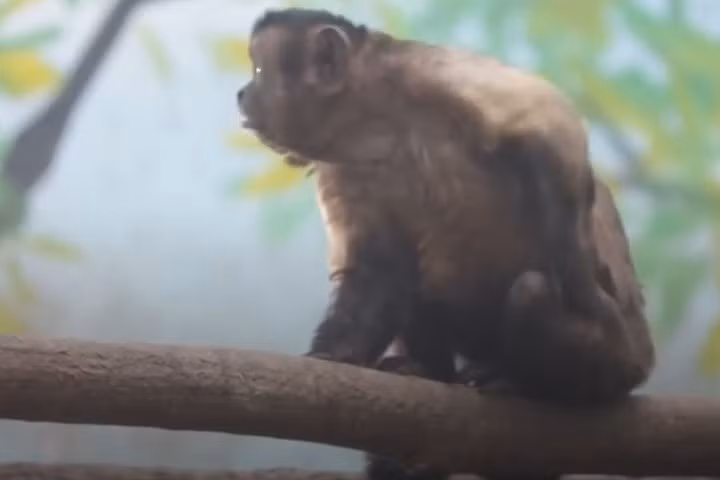 Người trông coi vườn thú cho biết: “Hễ khi nào có thức ăn, chú khỉ này sẽ ăn đầu tiên”. Ảnh: CGTN.