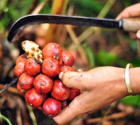Thảo quả không chỉ là cây thuốc quý mà còn để chế biến các loại gia vị độc đáo không thể thiếu trong chế biến món ăn của người Á Đông. Thảo quả có giá bán trên dưới 120.000 đồng/kg (có năm lên hơn 240.000/kg). (Ảnh: Dân trí)