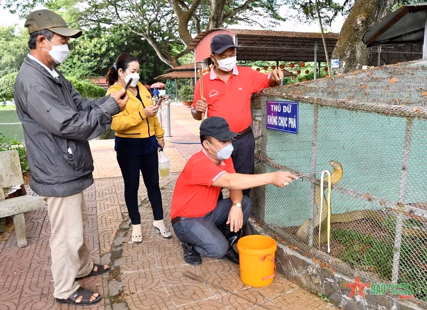 Để những con rắn cực độc trở nên “đáng yêu”, các nhân viên tại đây được ví như những “bảo mẫu”, hằng ngày tỉ mỉ, cẩn thận chăm sóc nhằm giúp chúng thích nghi và phát triển tốt nhất. Trại rắn Đồng Tâm hiện có hơn 400 loại rắn độc, được nuôi tại 3 khu vực. 