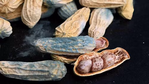 Trong cuộc sống, aflatoxin có thể xuất hiện ở các loại hạt như ngô, lạc, đậu, hạt dưa, óc chó, các sản phẩm từ đậu nành,... không được bảo quản đúng cách. Dấu hiệu nhận biết thực phẩm gây ung thư chứa aflatoxin là bề ngoài có lớp nấm mốc, ăn có vị đắng. Nếu ăn có vị này, bạn nên nhổ ra rồi súc miệng nhiều lần bằng nước.