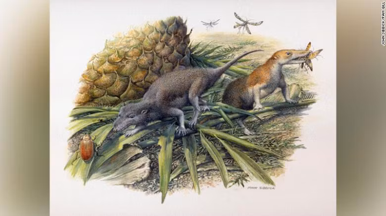 Theo các nhà khoa học, các phần hóa thạch cổ xưa này là của một loài mới có tên Brasilodon quadrangularis. Loài này sống cùng thời với các loài khủng long đầu tiên xuất hiện trên Trái đất.
