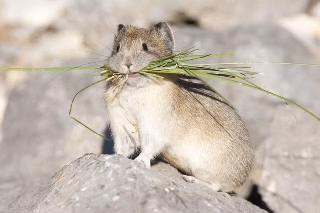 Là động vật có vú sống trên núi, thỏ Ili pikas có chiều dài cơ thể khoảng 20 cm và sở hữu đôi tai lớn. Khi nhìn bề ngoài của những con thỏ Ili pikas, nhiều người nhận thấy chúng khá giống gấu Teddy.