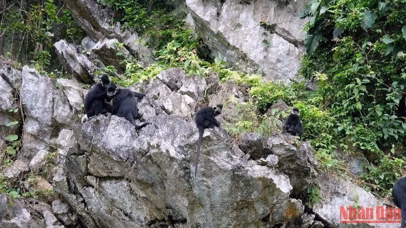 Voọc gáy trắng có tên khoa học là Trachypithecus Hatinhensis. Chúng thuộc bộ Linh trưởng, nhóm IB, cực kỳ quý hiếm, nguy cấp trong Sách Đỏ Việt Nam và Sách Đỏ thế giới. Ảnh: Nhân dân.