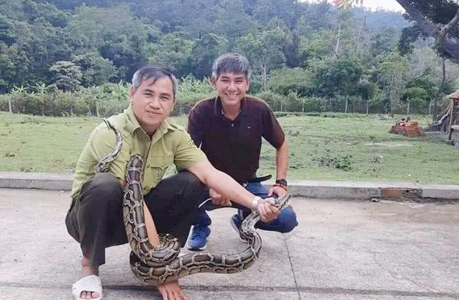 Thức ăn yêu thích của trăn gấm gồm các loài thú và chim, cầy hương, cầy mực, các loài linh trưởng. Ảnh: Baogialai.