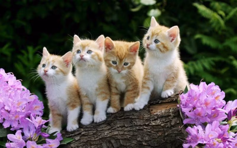Mỗi người sinh ra đều có một số mệnh, không chỉ vậy vận mệnh của họ còn có ảnh hưởng đến gia đình và những người xung quanh. Theo tử vi phương Đông, gia đình có 3 con giáp này dù hiện tại khó khăn song 5 năm tới sẽ đổi vận bất ngờ, gia đạo thịnh vượng. (Thông tin trong bài chỉ mang tính tham khảo, cung cấp nội dung trắc nghiệm vui cho bạn đọc).