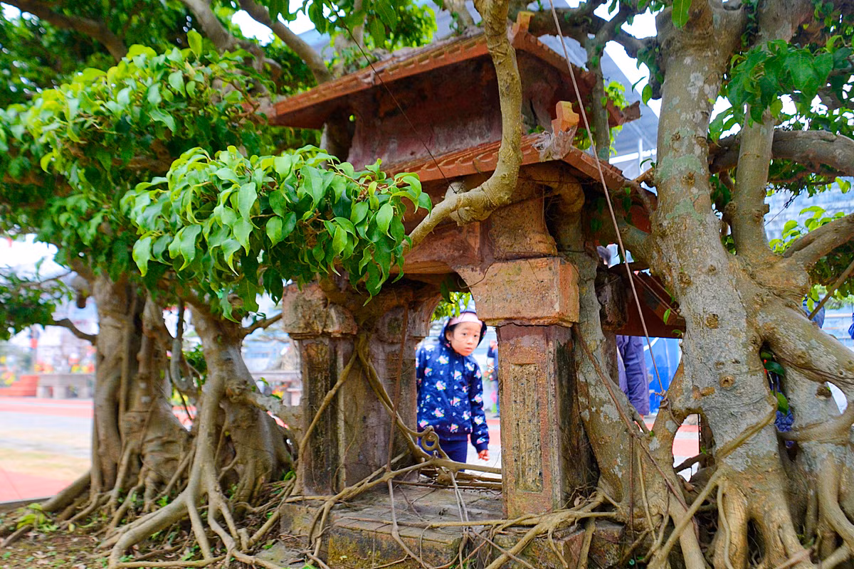 Cái khó là tạo ra ngôi nhà cổ, sau đó uốn nắn cây và chờ rễ ra ôm lấy ngôi nhà cổ này.