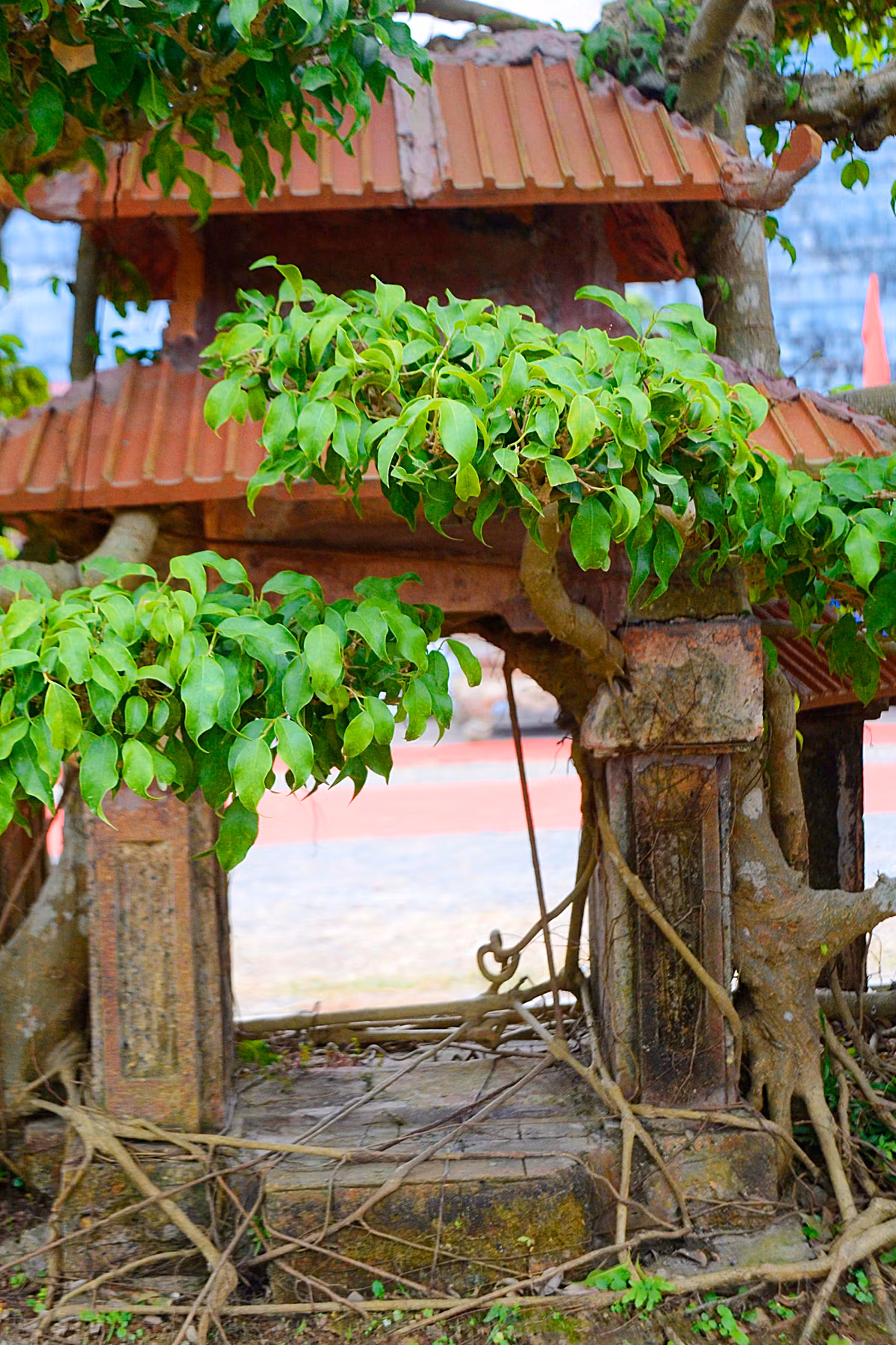 Ông Ngọ chia sẻ, để tạo cho cây sanh có dáng làng (dáng đa cổ thụ) rất phức tạp, đòi hỏi nhiều công sức và thời gian.