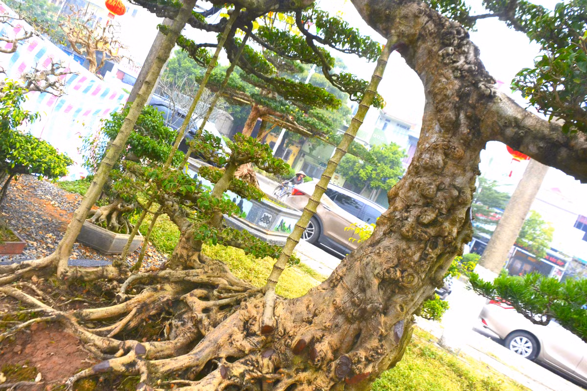 Thế của cây sanh cổ tiền tỷ này gồm hai cây cùng gốc, nhưng một cây cao một cây thấp, rễ xòe ra theo chân thú.