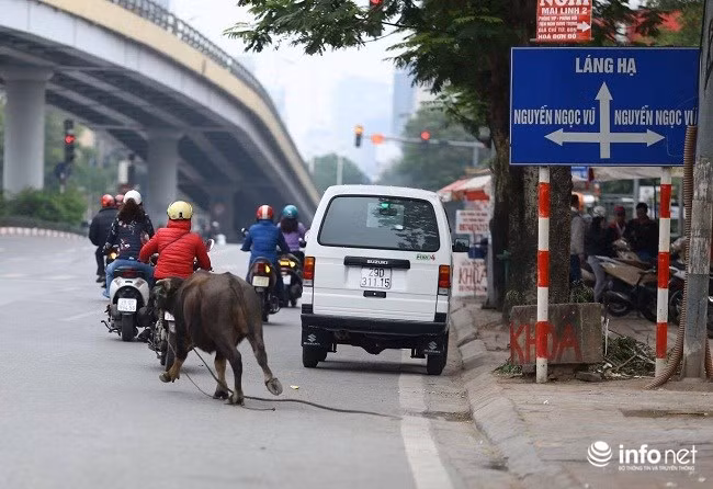 Do hoảng sợ, trâu điên đã nhiều lần đuổi húc người trên phố khiến người đi đường hoảng loạn.