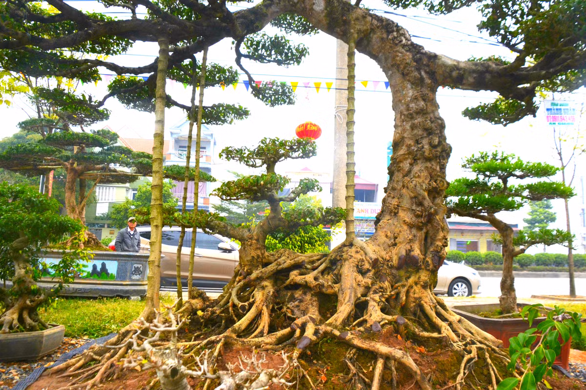 Chủ nhân cây sanh cho biết, cây sanh cổ này có nét mảnh mai, mềm mại chứ không hoành tránh như những siêu cây bề thế, nhưng lại đòi hỏi cần nhiều công sức trong việc tạo hình để toát lên được sự mạnh mẽ, khỏe khoắn, trường tồn.