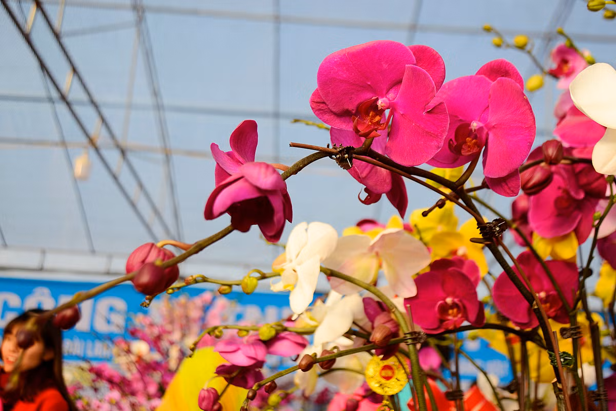 Chậu lan này có 3 màu là hồng đậm, trắng và vàng.