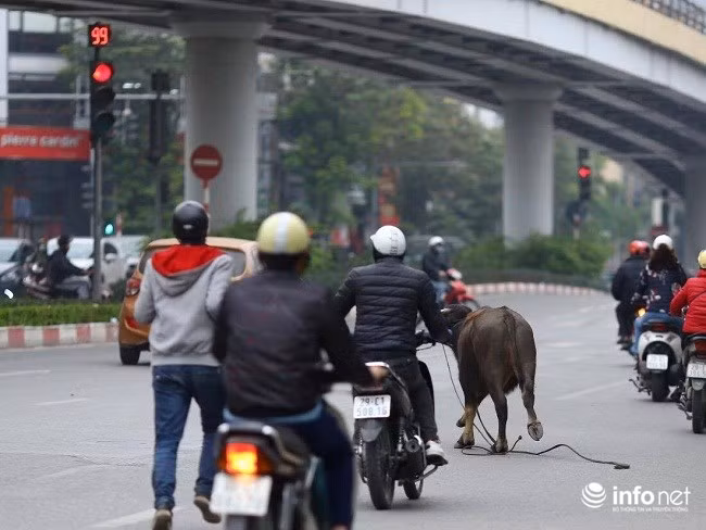 Một số thanh niên đã chạy theo để khống chế con trâu nhưng không thể khống chế được.