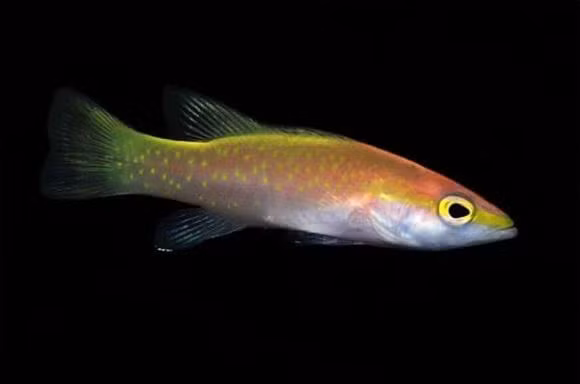 6.Cá Golden Basslet: Loài cá màu vàng óng ánh, cực kỳ hiếm và có giá 200 triệu đồng/con. (Ảnh: DNVN)