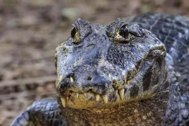 5. Caiman đen: Với chiều dài đến 5m, loài cá sấu này có thể săn bất cứ con mồi nào, kể cả con người. (Ảnh: iStock)
