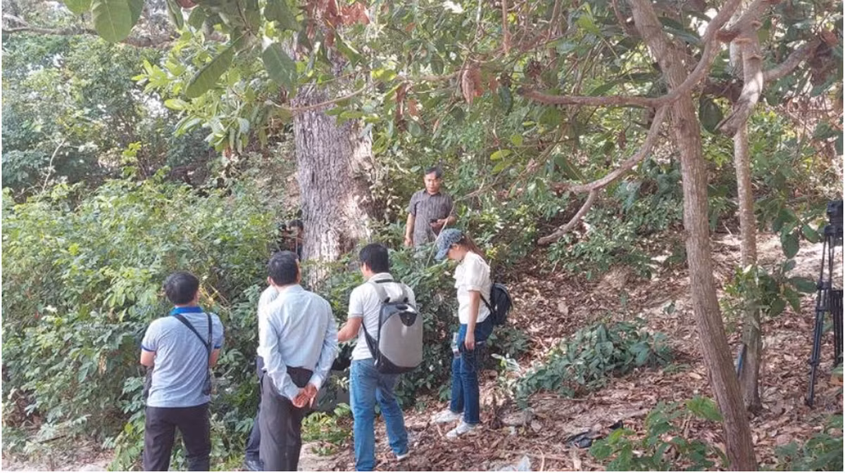 Cây ra hoa vào tháng 6 đến tháng 7, hoa màu vàng với đốm đỏ và tỏa hương thơm. (Ảnh: Báo Nhân dân)