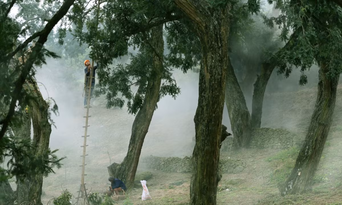 Huang Tianming, Bí thư Đảng ủy làng Zhan'ao, chia sẻ tại Hội nghị COP29 về nỗ lực bảo tồn cây cổ thụ của cộng đồng. (Ảnh: globaltimes)