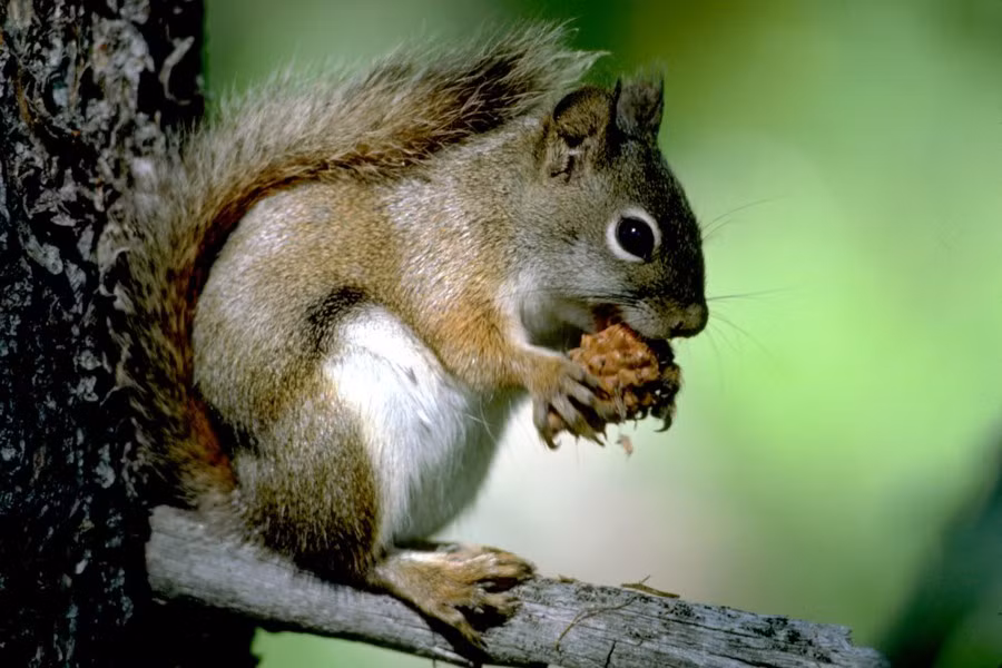 Sóc (tên khoa học: Sciuridae) là loài động vật nhỏ với kích thước đa dạng từ 7-10cm đến 50-75cm, và cân nặng từ 10g đến 8kg. Thân hình mảnh nhỏ, xổ sống rậm, mắt to, móng vuốt cong và sắc. Bộ lông mềm mại, đa dạng màu sắc. Chân sau dài hơn, có 4 hoặc 5 ngón chân. Đuôi đa năng giữ cân bằng, che mưa nắng và giữ ấm. (Ảnh: ADW)