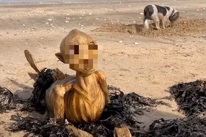 Một sinh vật mang dáng vẻ "giống bộ xương" đã dạt vào bờ biển Margate, Kent (Vương quốc Anh), thu hút sự chú ý từ người dân và du khách. (Ảnh: kentonline)