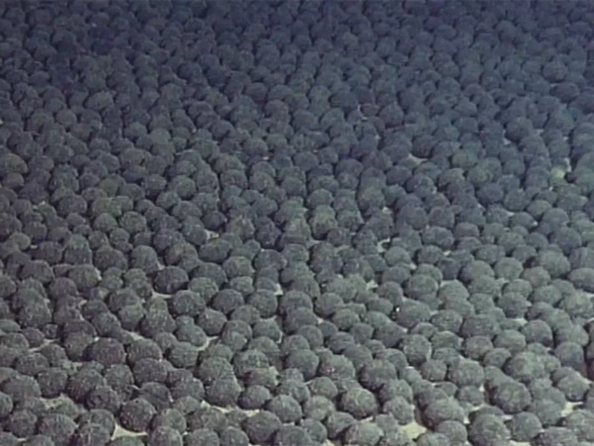 Nốt mangan (manganese nodules) là những cục khoáng sản có đường kính từ vài mm đến 20cm, " kho báu" này nằm rải rác trên đáy biển sâu từ 3.000-6.000m. (Ảnh: GLE Scrap Metal)