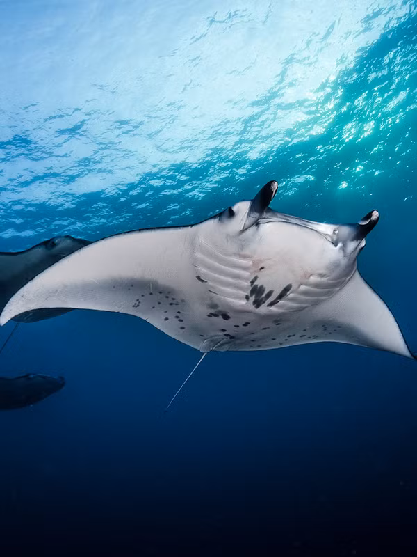 Cá đuối manta, thuộc chi Manta trong họ Mobulidae, là một trong những loài cá đuối lớn nhất trên thế giới. Với hai loài chính là Manta birostris (cá nạng hải) và Manta alfredi (cá nạng hải rạn san hô), cá đuối manta có thể được tìm thấy ở các vùng biển ôn đới, cận nhiệt đới và nhiệt đới. Ảnh: National Geographic)