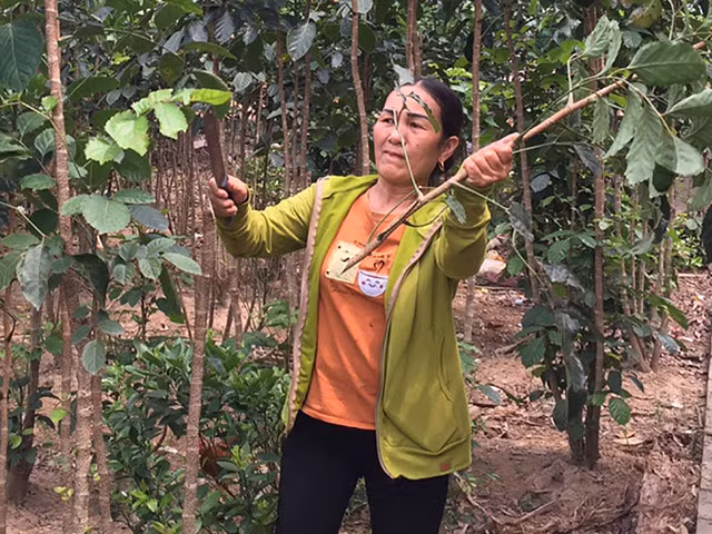 Người dân huyện Tân Yên bắt đầu phá bỏ đinh lăng lai. Ảnh: BBG.