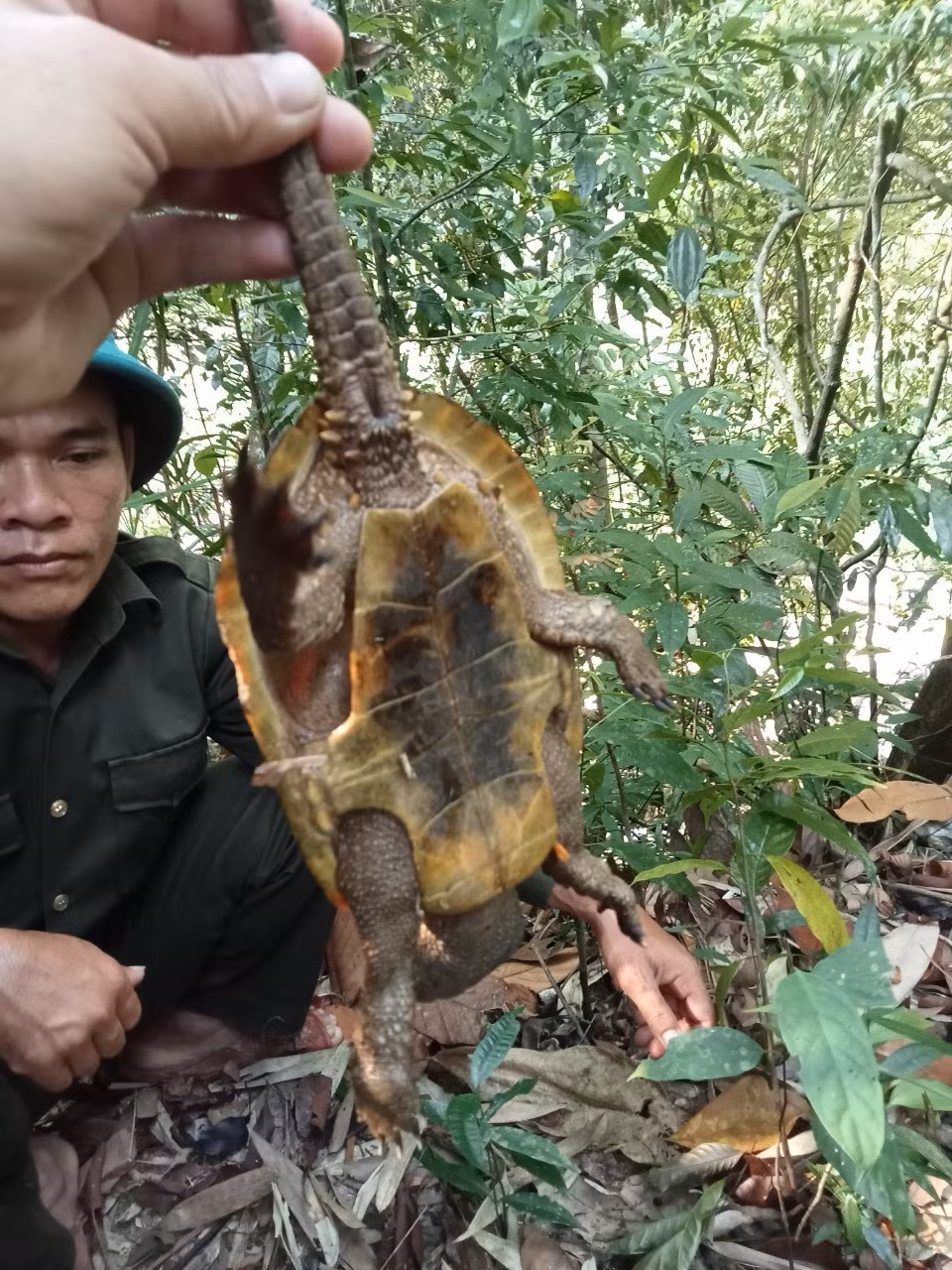 Ngay sau khi phát hiện, các nhân viên của Ban quản lý rừng đã giải thoát cho cá thể rùa, kiểm tra tình trạng sức khỏe và thả lại môi trường sinh trưởng tự nhiên.