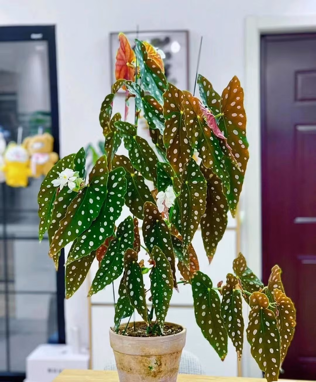 Thu hải đường chấm bi, cây cảnh quý tộc "phú quý mãn đường" Thu hai duong cham bi, cay canh quy toc
