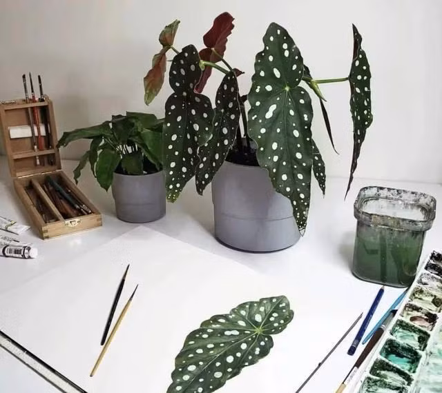 Thu hải đường chấm bi, cây cảnh quý tộc "phú quý mãn đường" - Hình 13 Thu hai duong cham bi, cay canh quy toc
