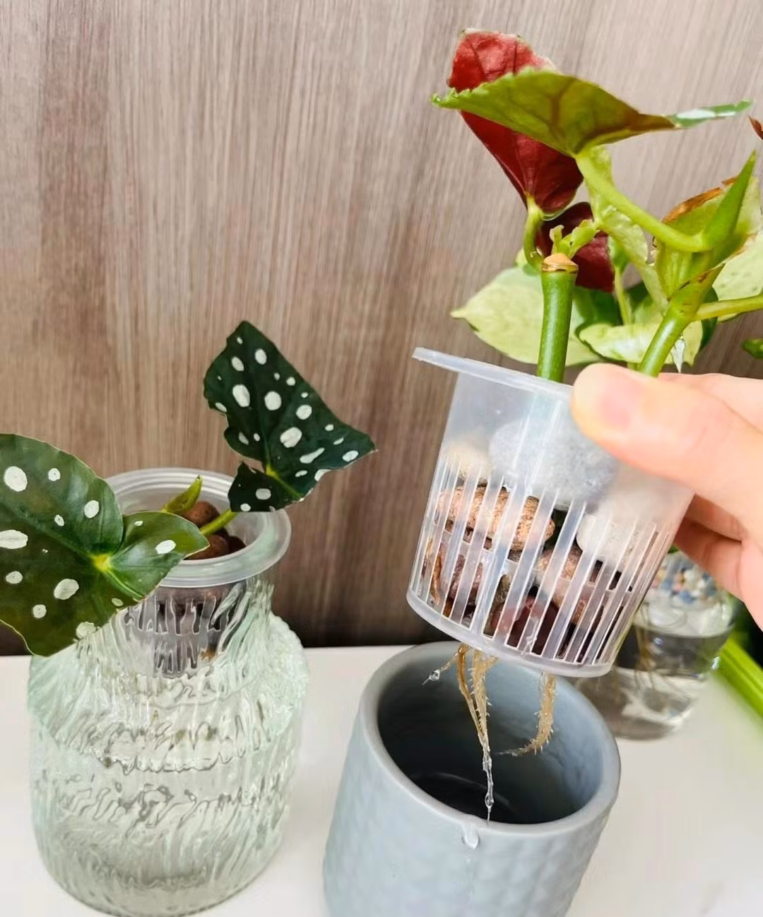 Thu hải đường chấm bi, cây cảnh quý tộc "phú quý mãn đường" - Hình 11 Thu hai duong cham bi, cay canh quy toc
