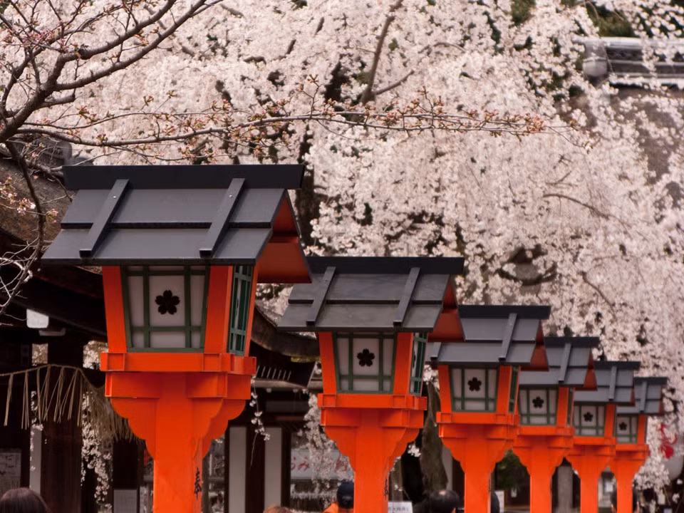 Đến với Kyoto, ngoài ngắm hoa, chắc chắn, bạn không nên bỏ lỡ rừng trúc Sagano, Hoàng cung Kyoto, khu chợ Nishiki, viện bảo tàng manga, phố cổ Gion và chùa Kiyomizu. Ảnh: Shutterstock.