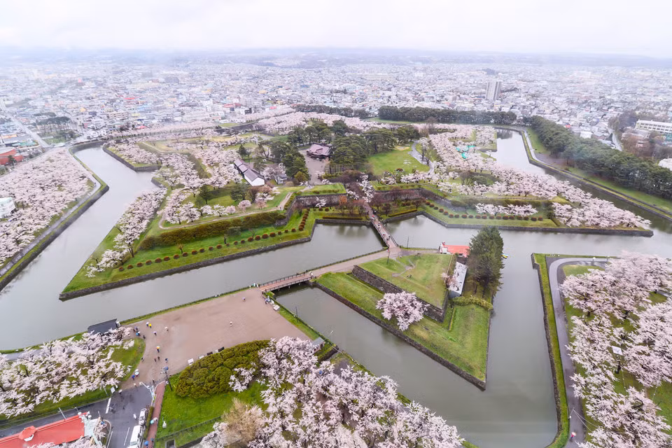 Nếu muốn ngắm hoa anh đào tại Hokkaido, bạn có thể đến công viên Matsumae, pháo đài Goryokaku, công viên Hakodate, đường Shizunai Nijukken, công viên Maruyama, công viên Moerenuma, công viên Nakjjima, công viên Asahiyama, đường Noboribetsu Onsen Sakura, chùa Seiryuji. Ảnh: Kyodo.