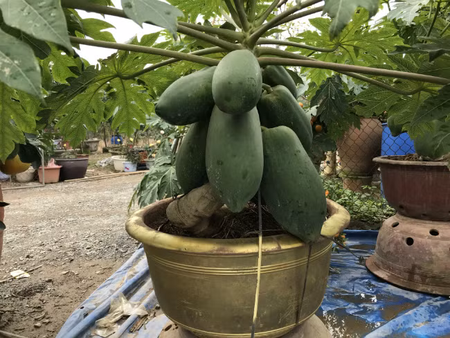 Tùy thuộc vào số lượng quả, chậu cây đu đủ có những mức giá khác nhau, dao động từ vài triệu đồng đến hơn 20 triệu đồng.