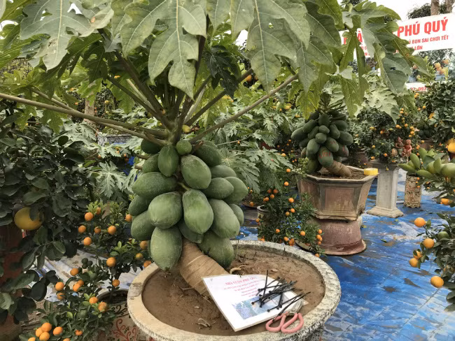 Đây là chậu đu đủ được bán với giá 10 triệu đồng. Với những chậu đẹp, giá cao, khách hàng đã đến mua và vận chuyển về chơi Tết.